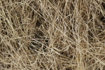 Adder tussen gras, Veluwe